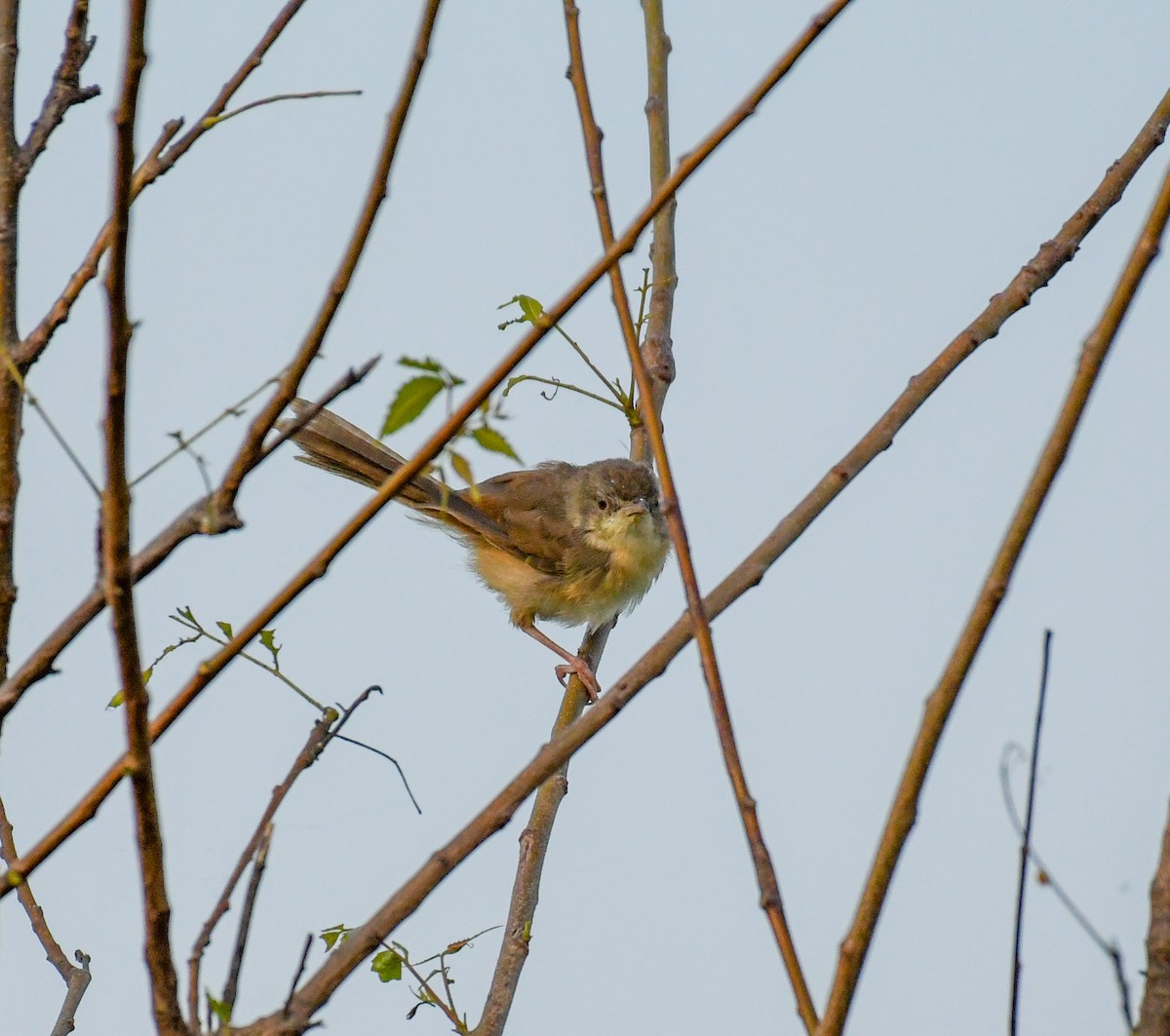 Jungle Prinia - ML498304701