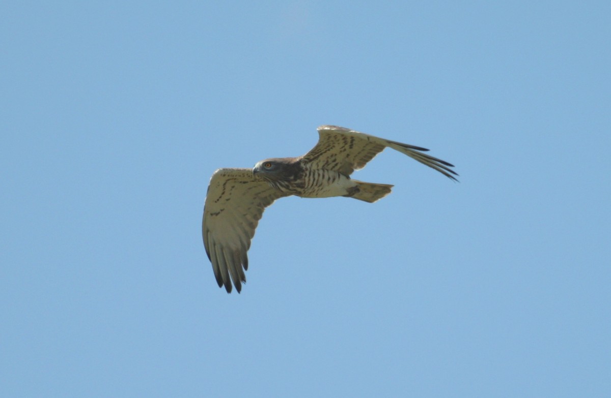 Short-toed Snake-Eagle - ML49830471