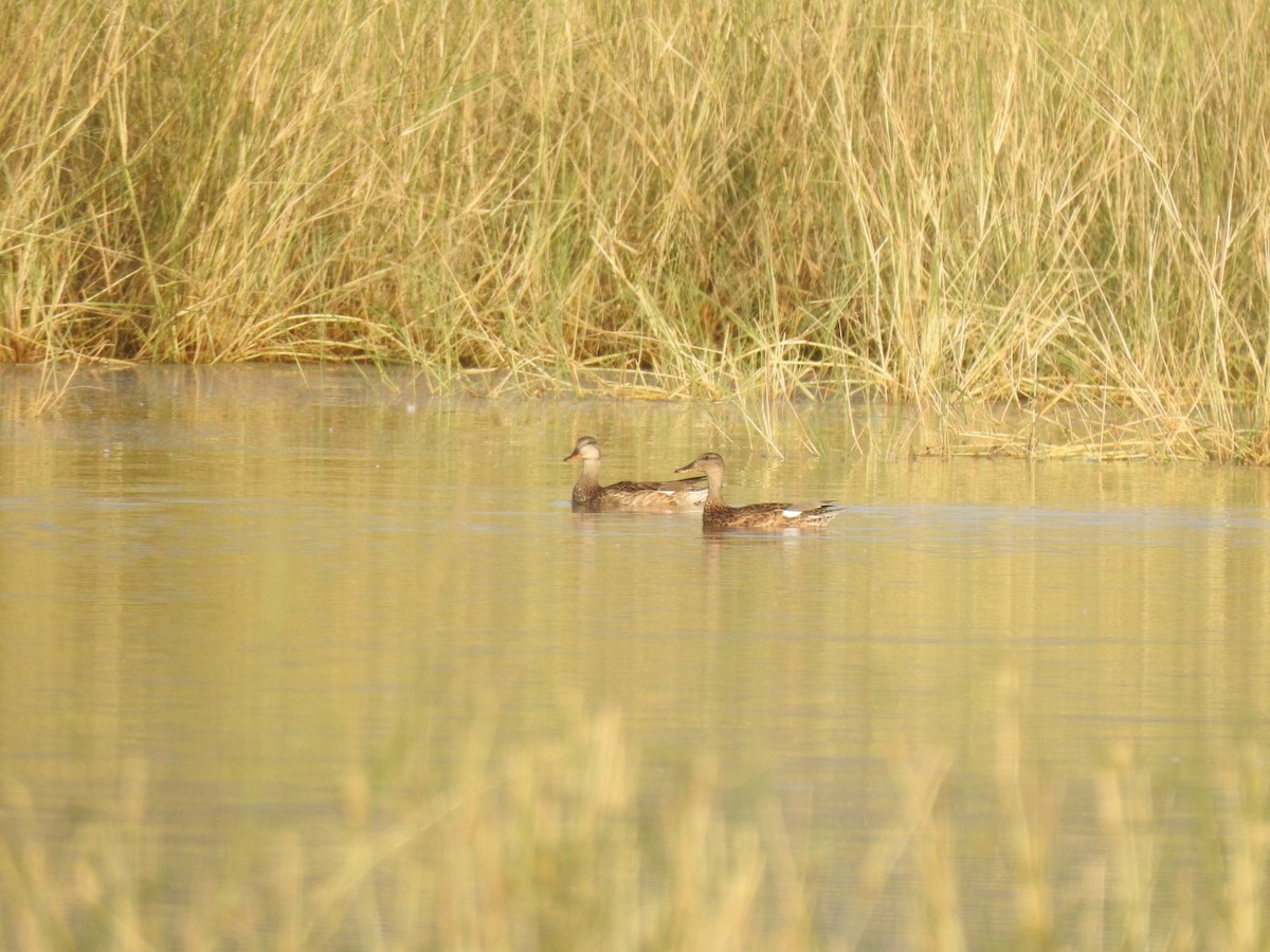 Canard colvert - ML498305561