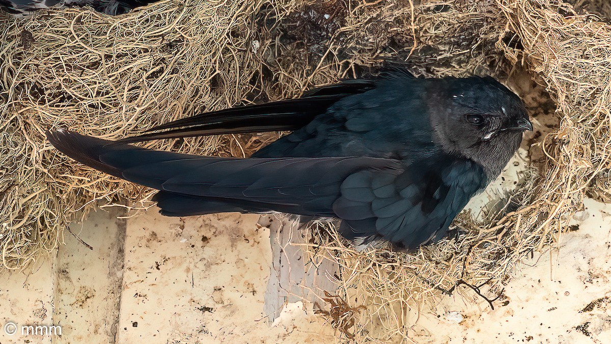 Plume-toed Swiftlet - ML498307371