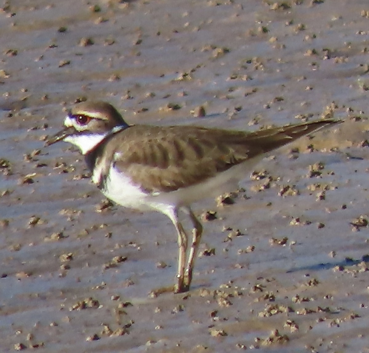 Killdeer - ML498307851