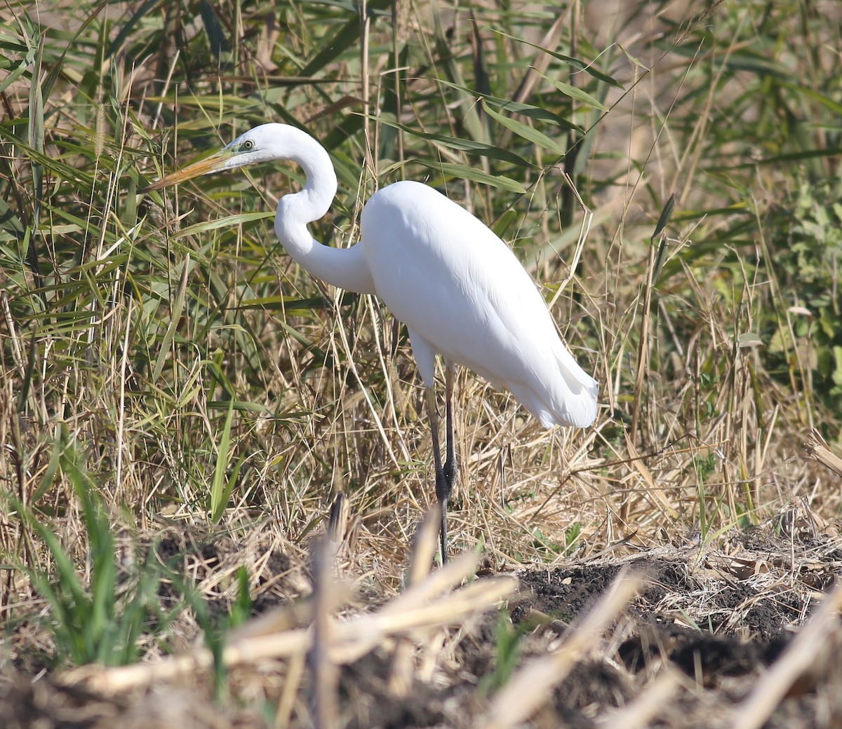 Цасч дэглий - ML498308101