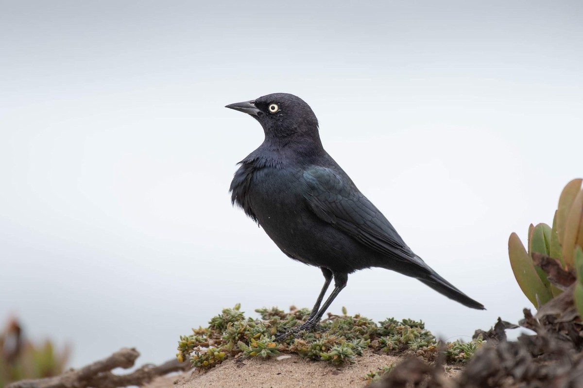 Brewer's Blackbird - ML498308141