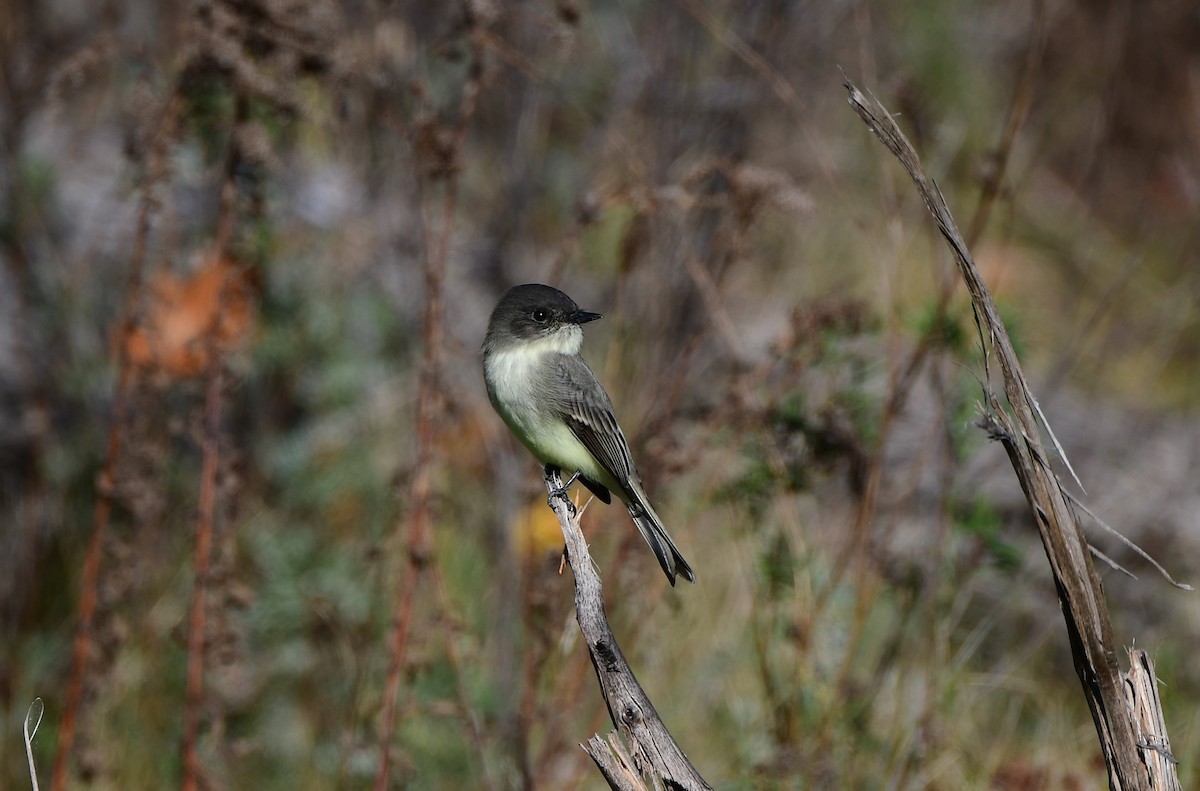 Eastern Phoebe - ML498308421