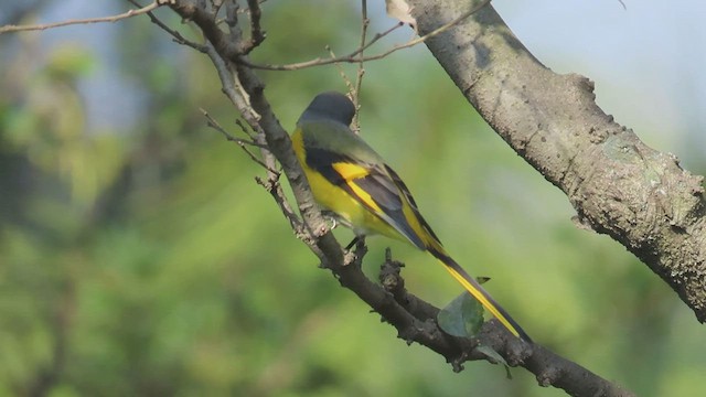 Uzun Kuyruklu Minivet - ML498308861