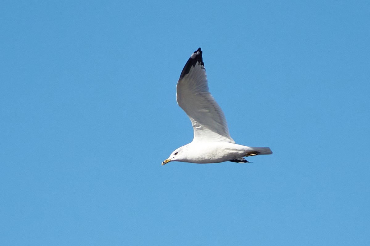 Ring-billed Gull - Elodie Roze