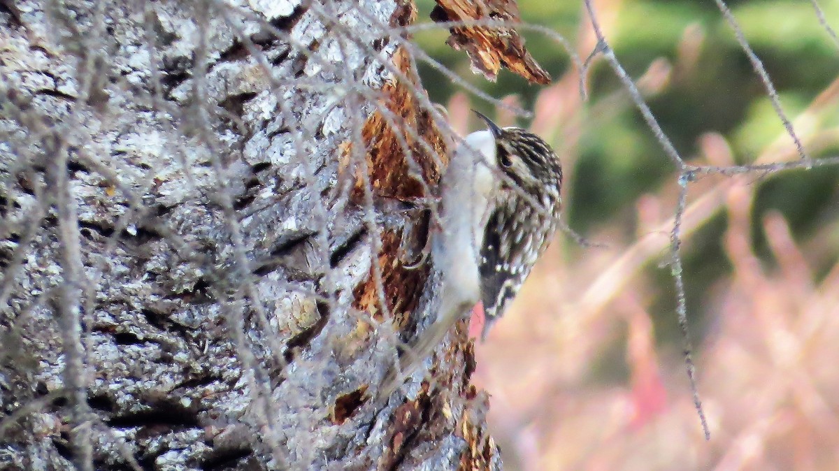 Brown Creeper - ML49831191