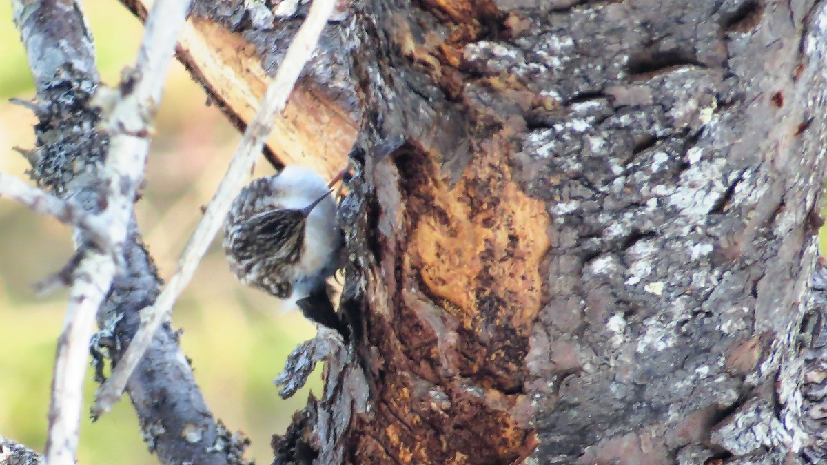 Brown Creeper - ML49831201