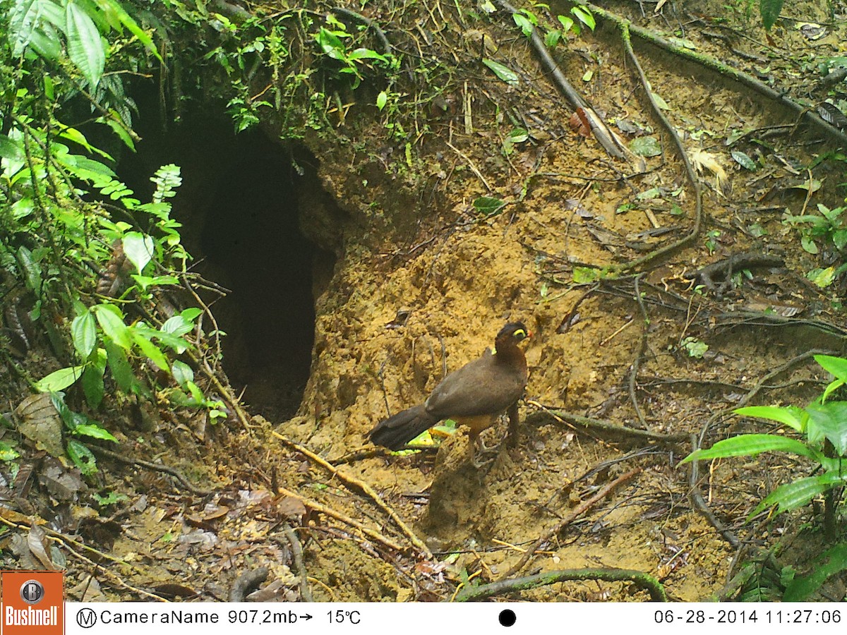 Nocturnal Curassow - ML498312161