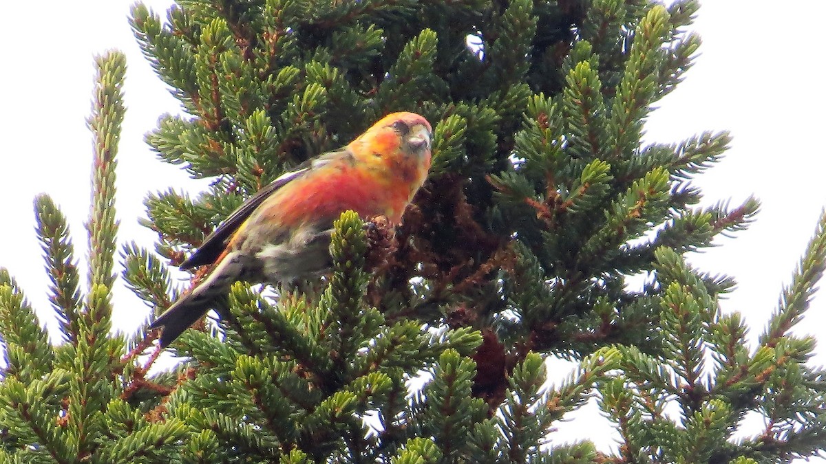 White-winged Crossbill - ML49831261