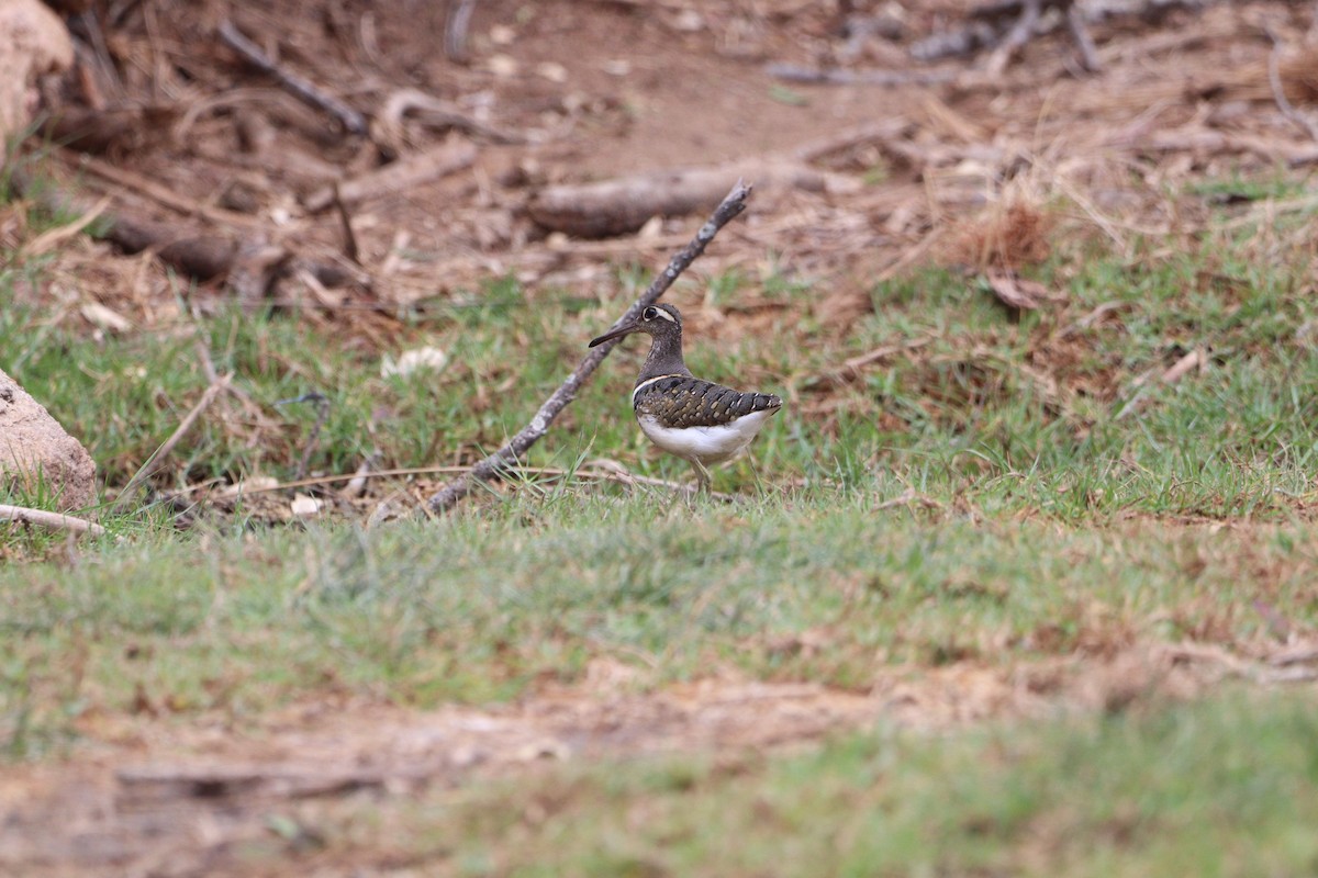 Greater Painted-Snipe - ML498313081