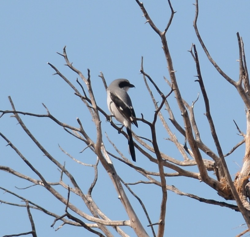 Loggerhead Shrike - ML498314501