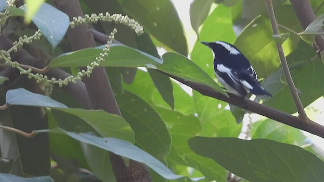 Little Pied Flycatcher - ML498316911