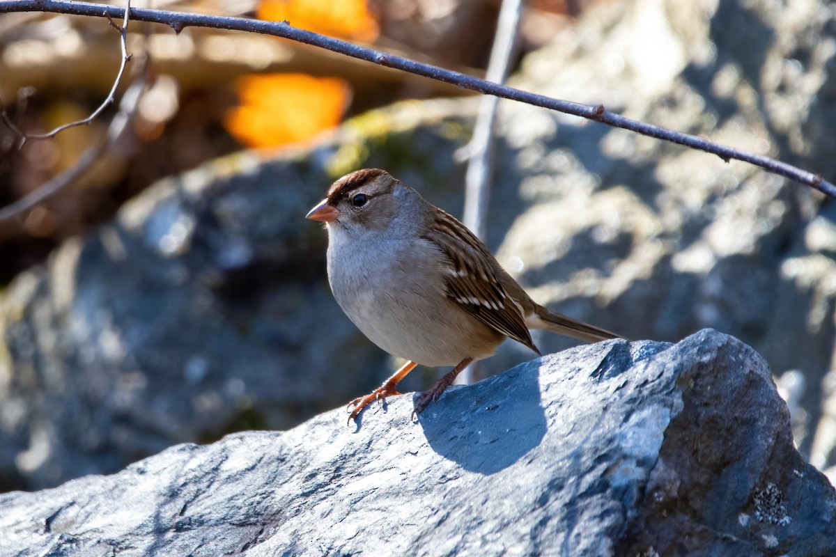 White-crowned Sparrow - ML498317141