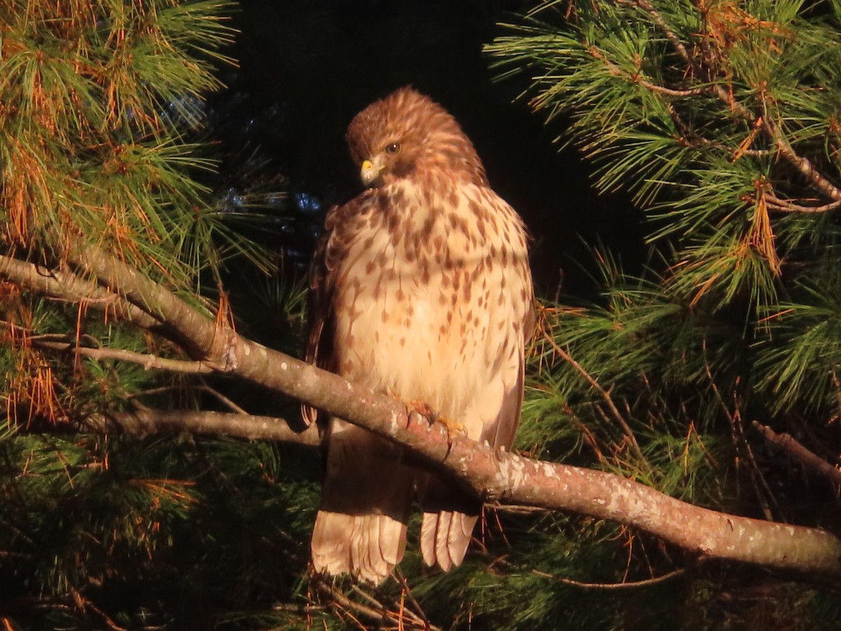 Red-shouldered Hawk - ML498318081