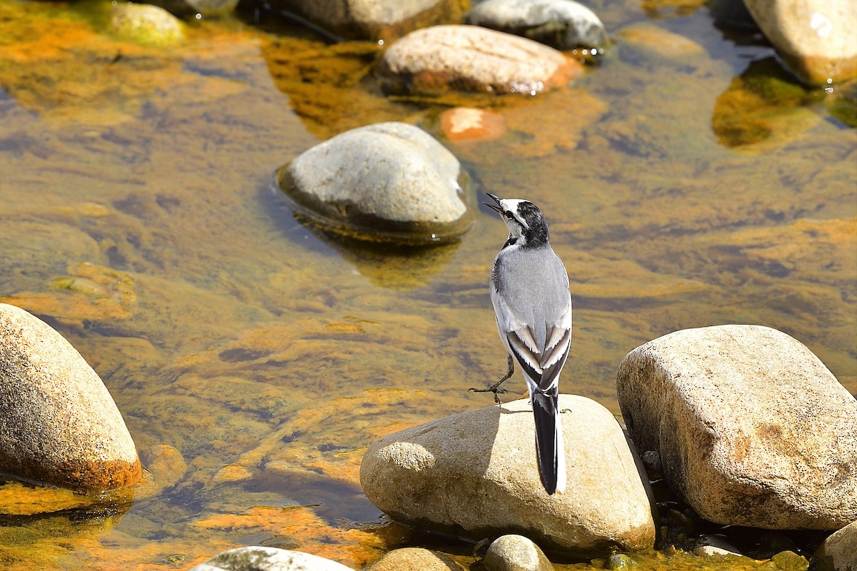 White Wagtail - 純霖 施