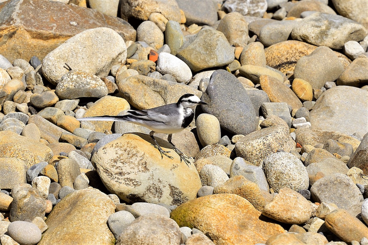 White Wagtail - ML498318271