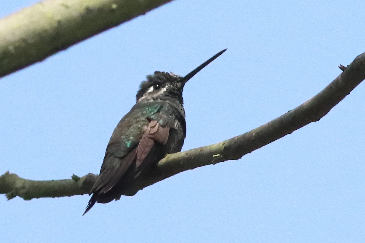 kolibřík skvostný - ML498318481
