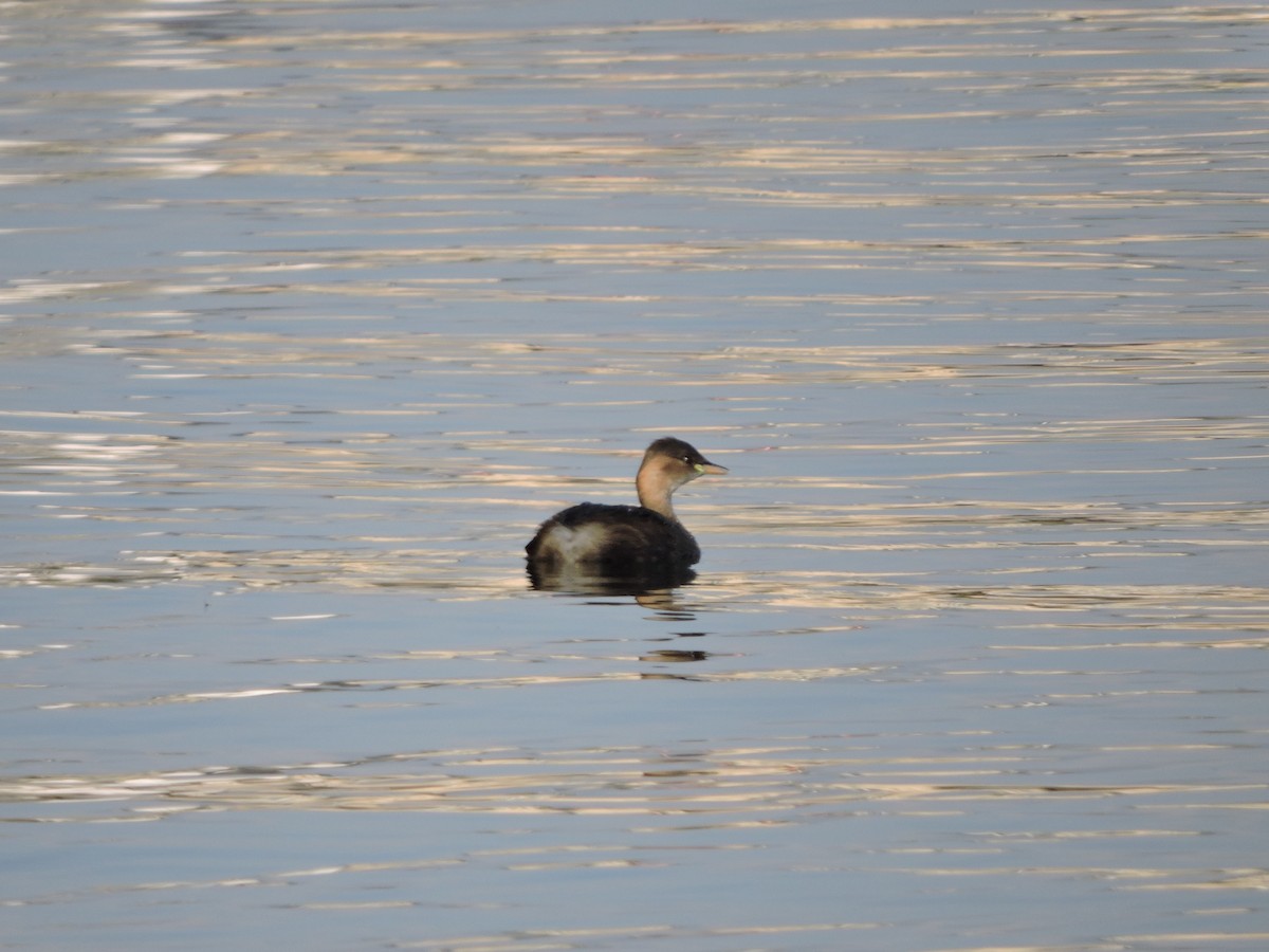 Little Grebe - ML498319281