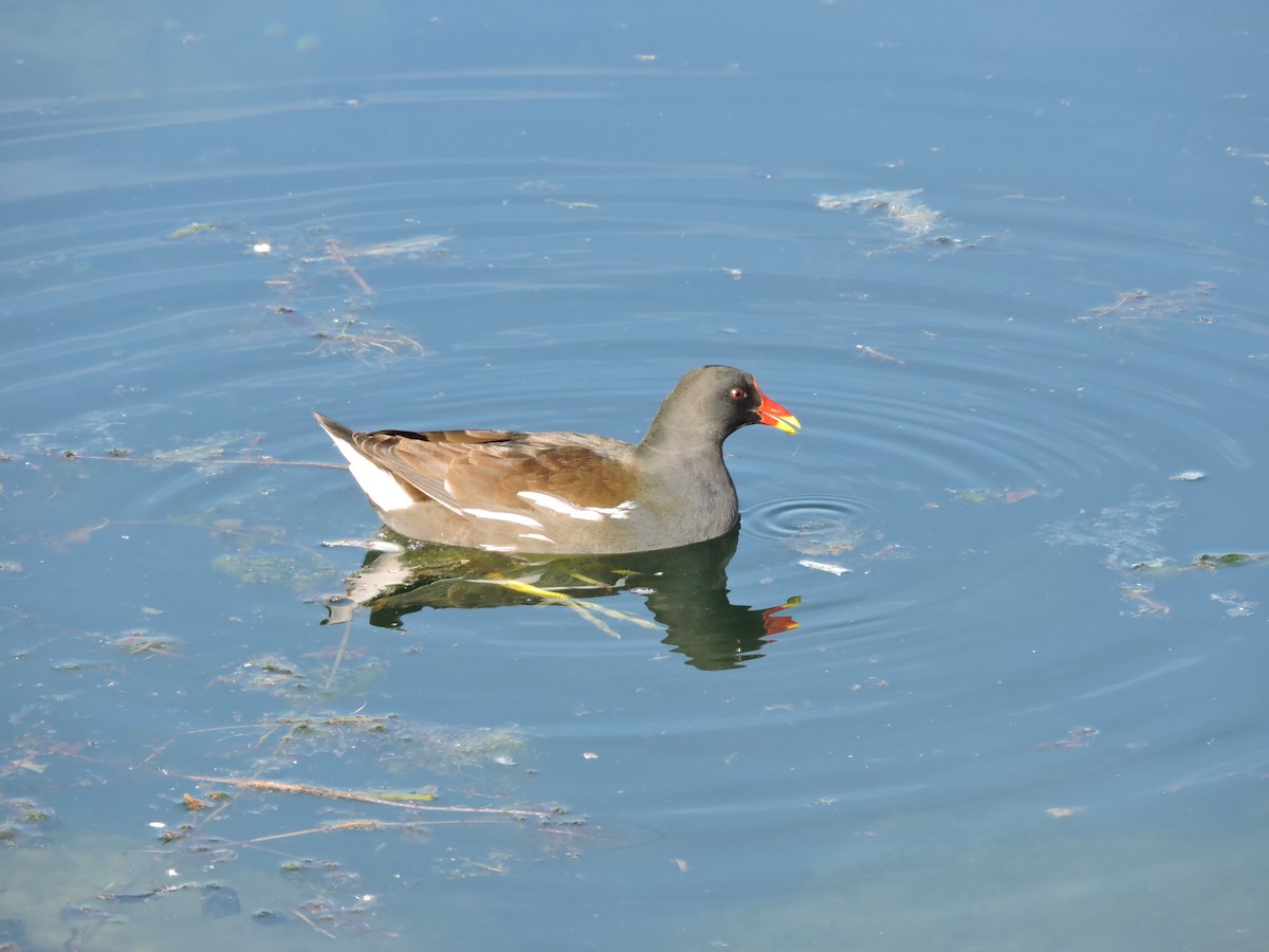 Eurasian Moorhen - ML498319341