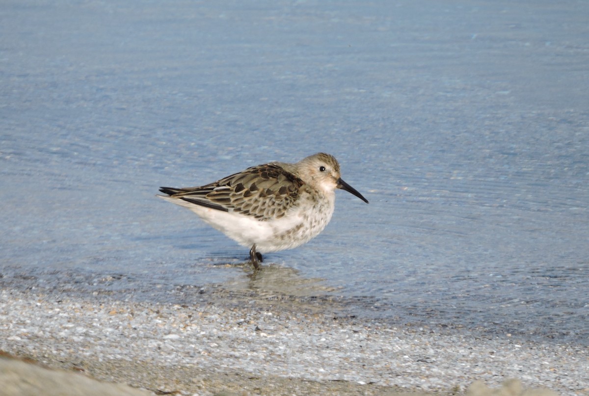 Dunlin - ML498319371