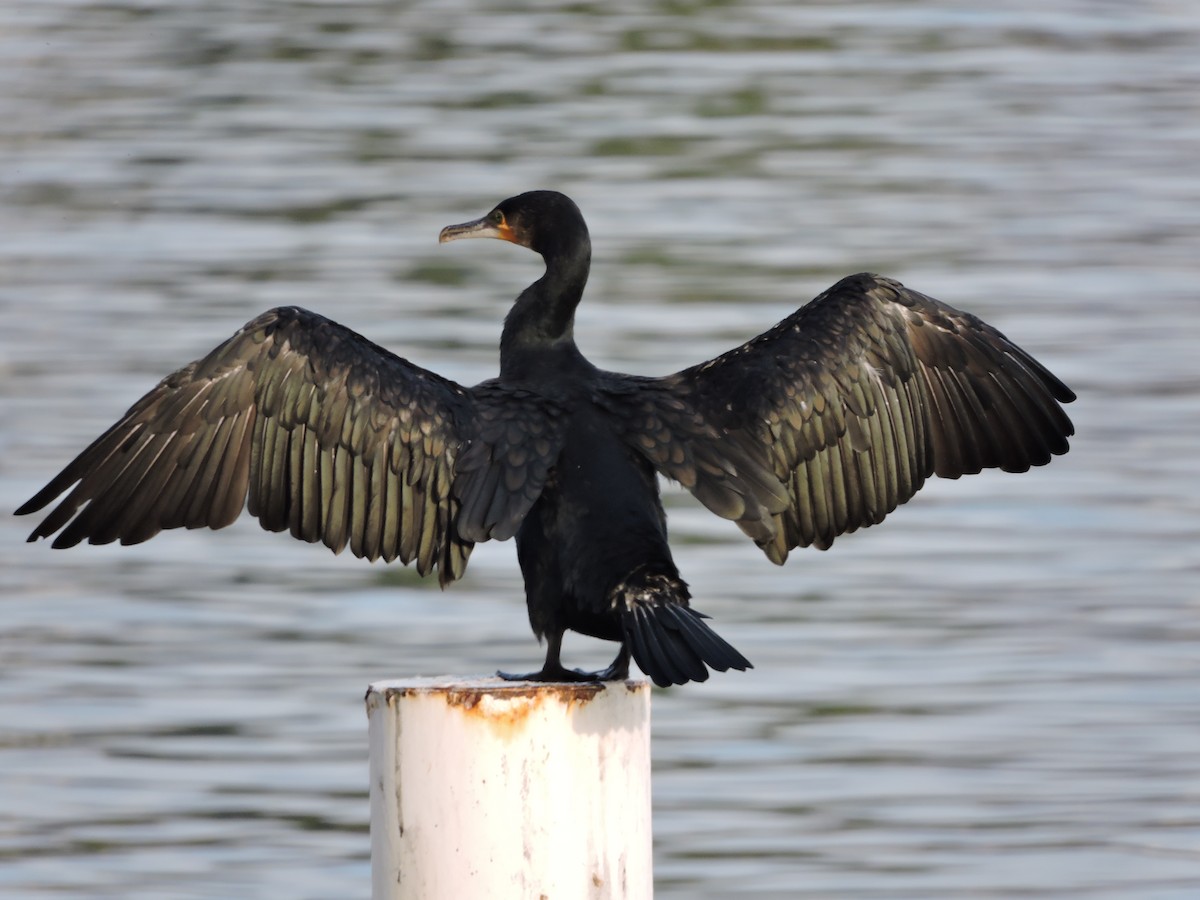 Great Cormorant - ML498319401