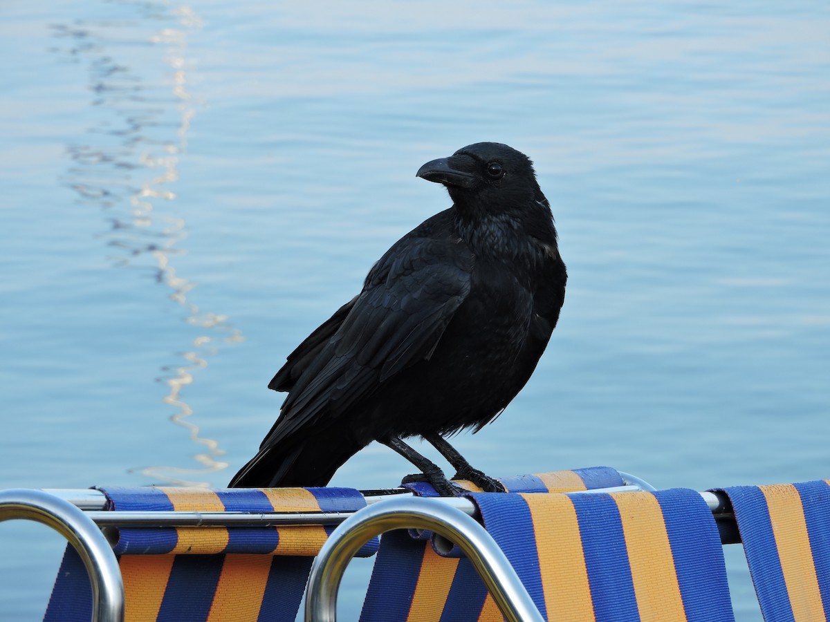 Carrion Crow - ML498319461