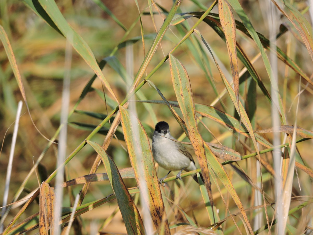 Eurasian Blackcap - ML498319531