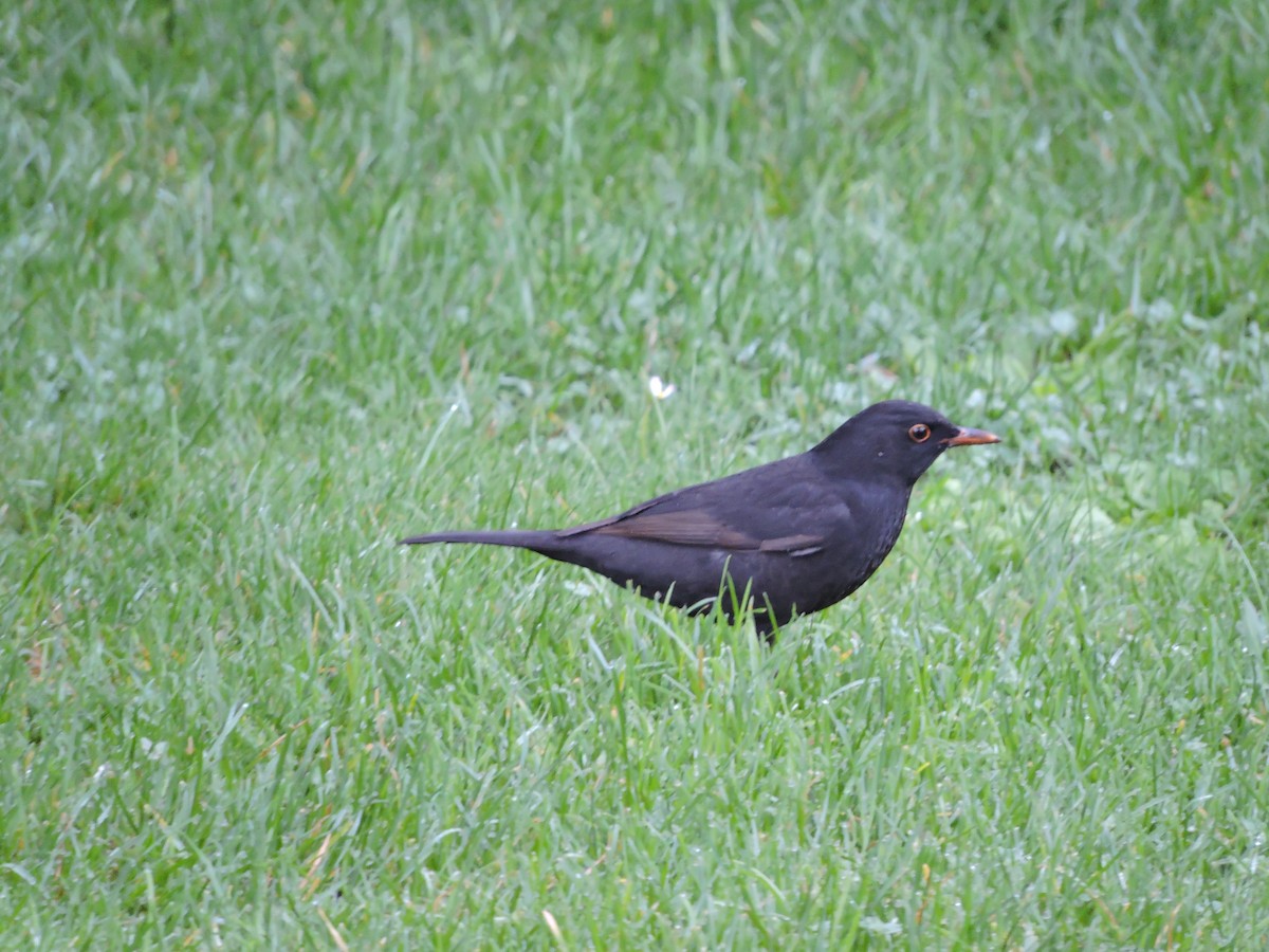 Eurasian Blackbird - ML498319571