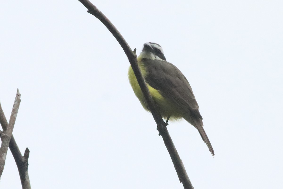 Boat-billed Flycatcher - ML498320161