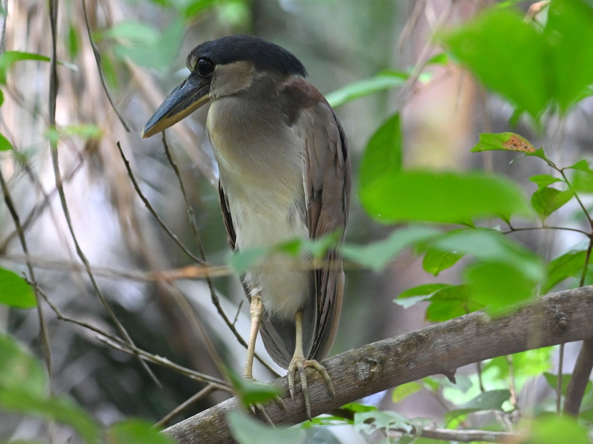 Boat-billed Heron - ML498321051