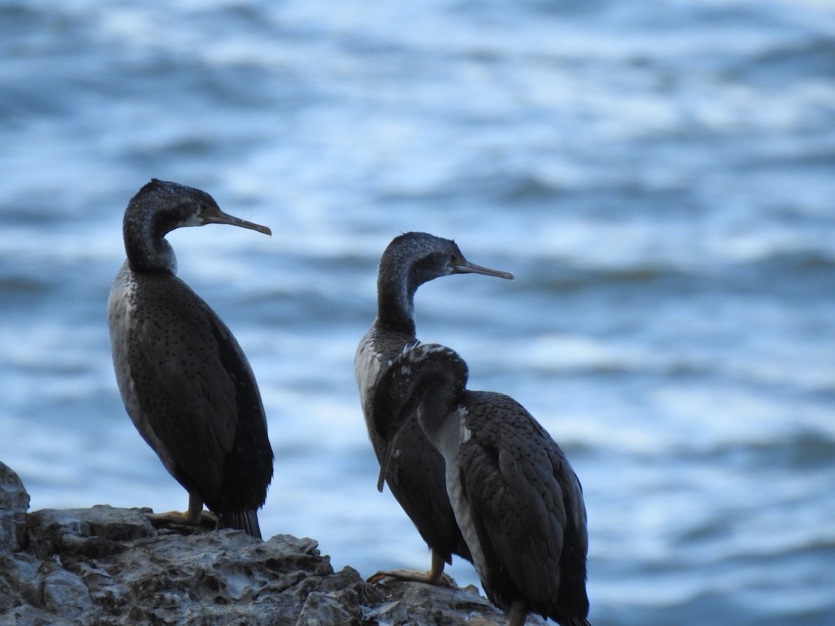 Spotted Shag - ML498321581