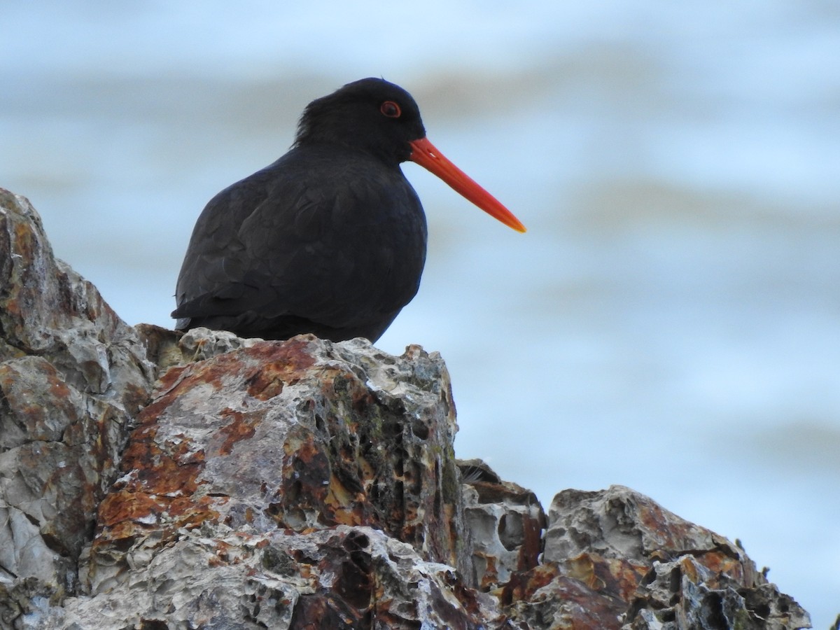 Variable Oystercatcher - George Watola