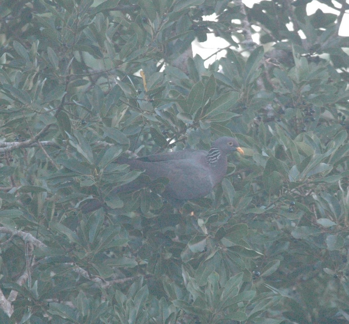 Pigeon des Comores - ML498321931