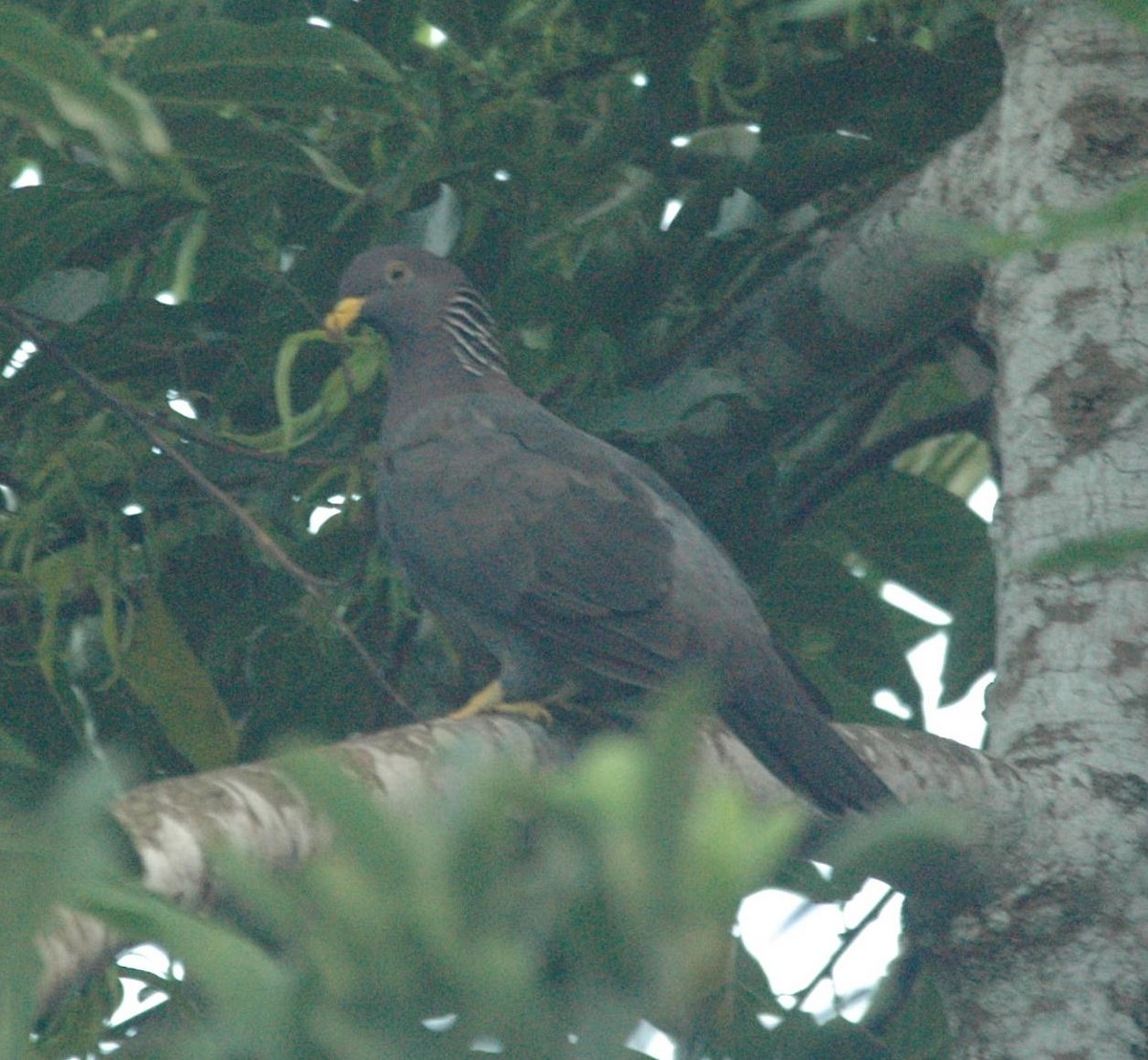 Comoro Pigeon - ML498321941