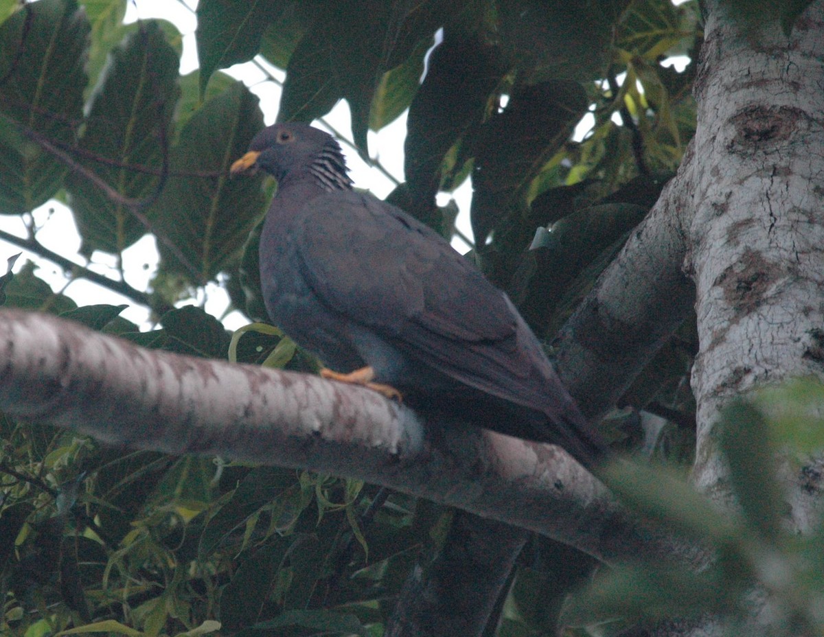 Comoro Pigeon - Frank Hawkins