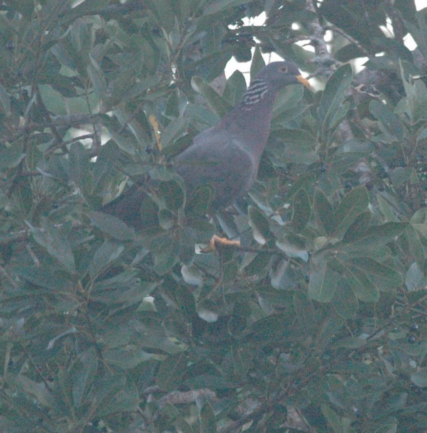 Comoro Pigeon - ML498321961