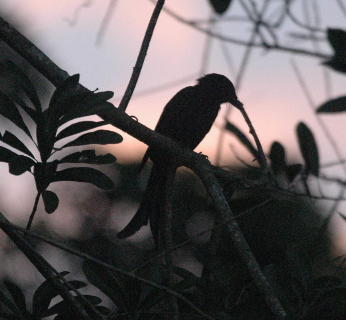 Drongo de Mayotte - ML498322311