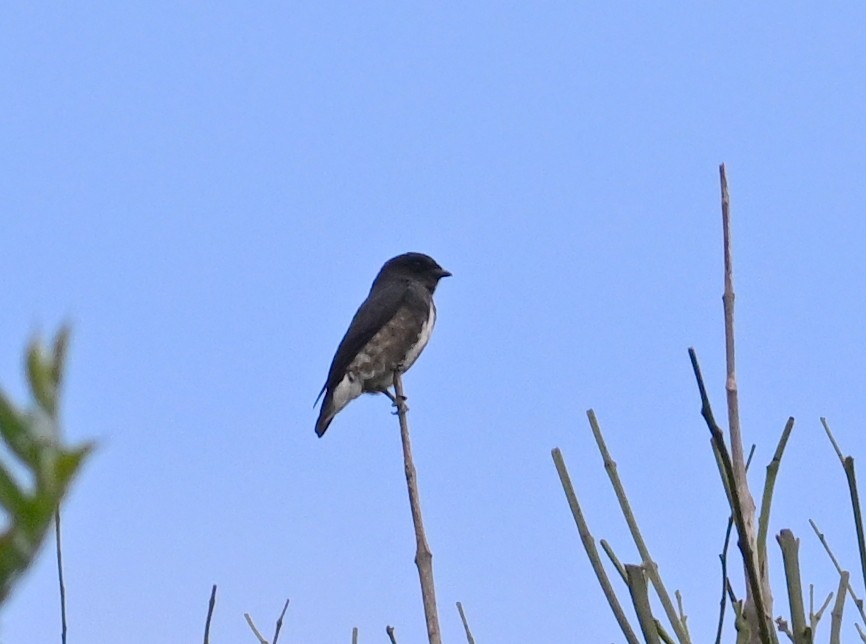 Dusky Purpletuft - ML498322471