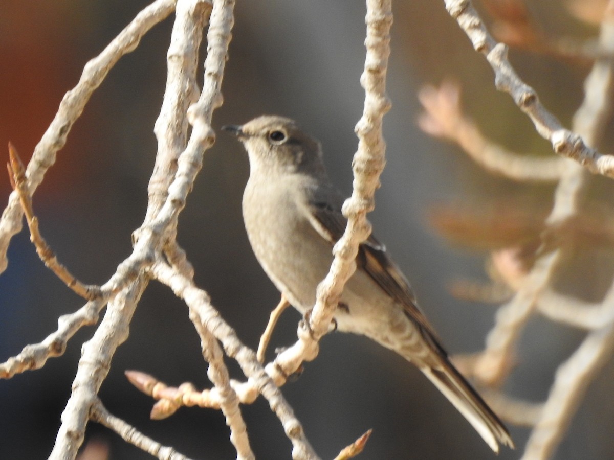 Townsend's Solitaire - ML498322851