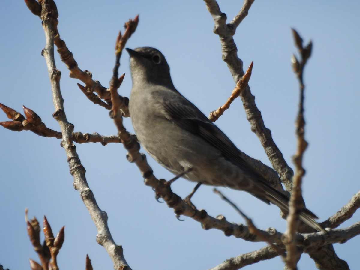 Townsend's Solitaire - ML498322891