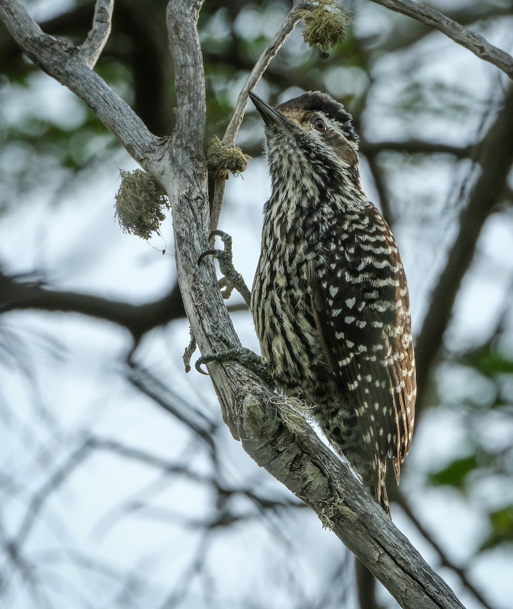 Striped Woodpecker - Jeff Black