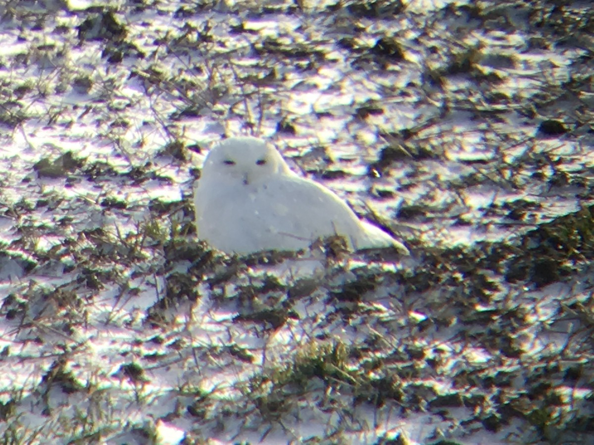 Búho Nival - ML49832441