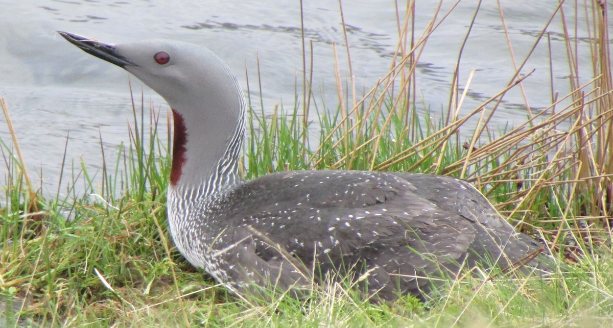 Red-throated Loon - Fred  Lyons