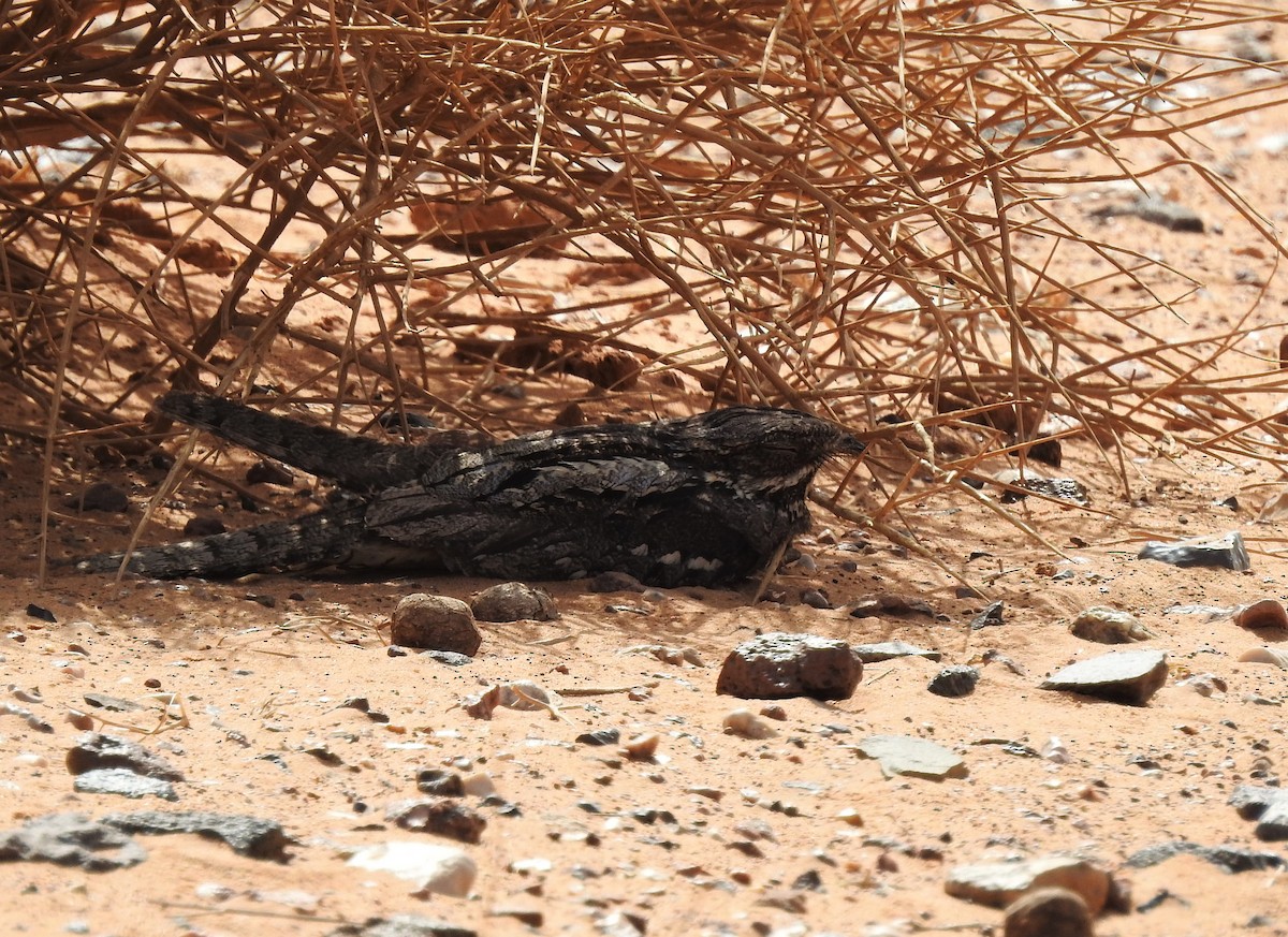 Eurasian Nightjar - Jesse Fagan