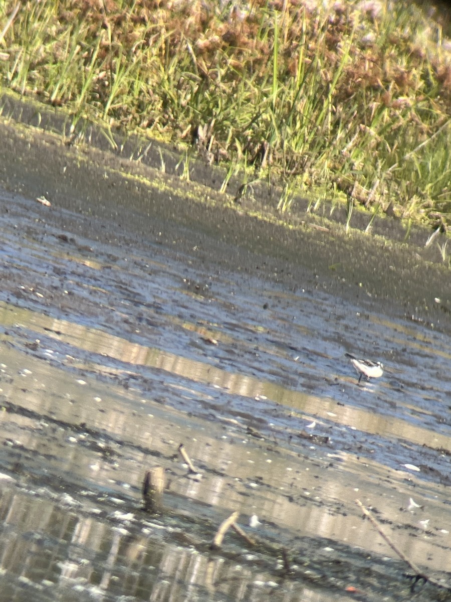 Red-necked Phalarope - ML498326201