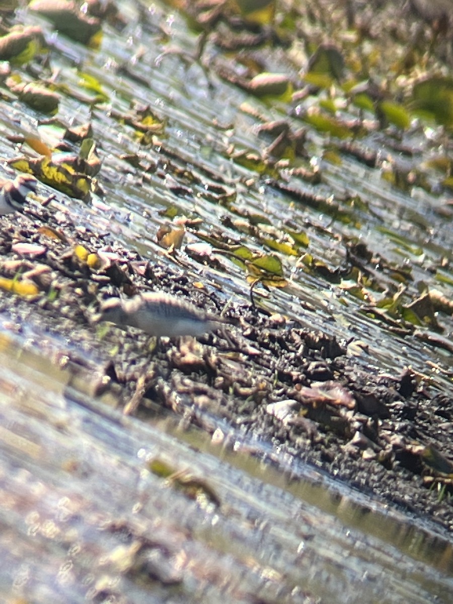 Black-bellied Plover - ML498326711