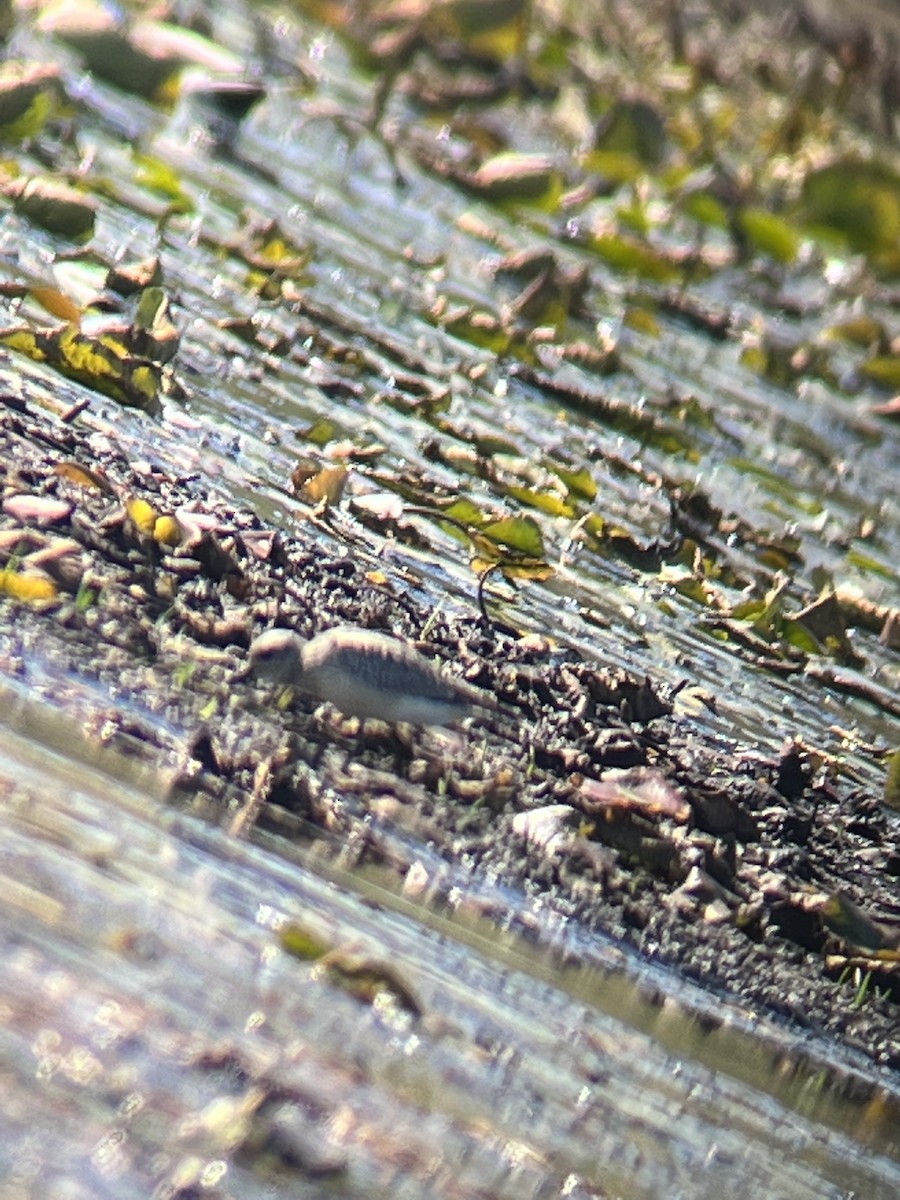 Black-bellied Plover - ML498326721