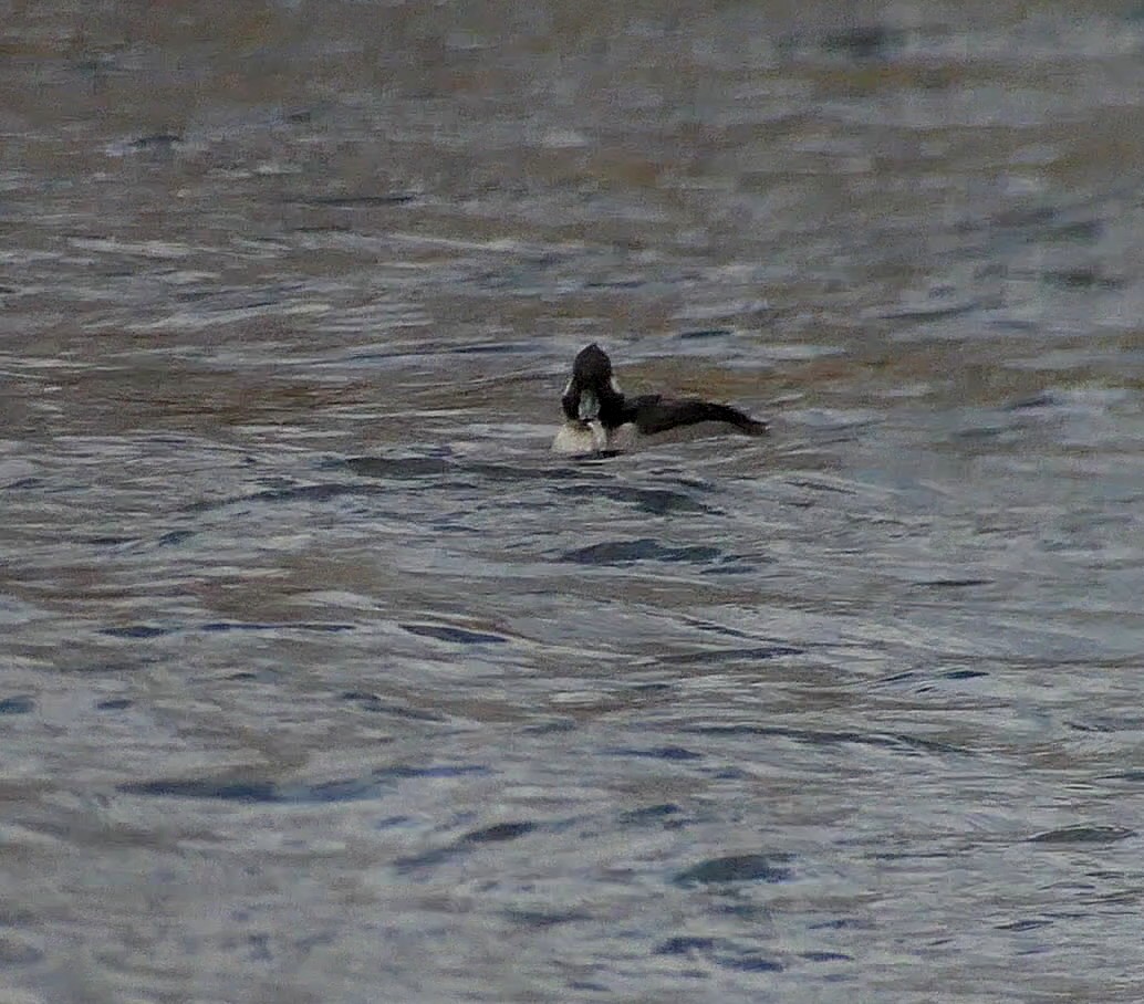 Bufflehead - ML498327081