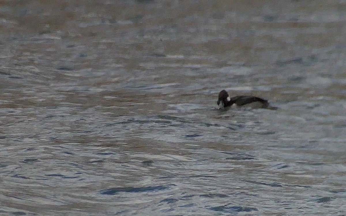 Bufflehead - ML498327091